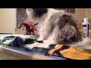 Tuto le toilettage complet d'un shih-tzu avec Milo