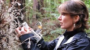 Science on the SPOT: Revisiting Albino Redwoods, Biological Mystery | KQED