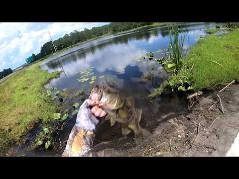 How to rig a Culprit Red Shad Worm for BASS!