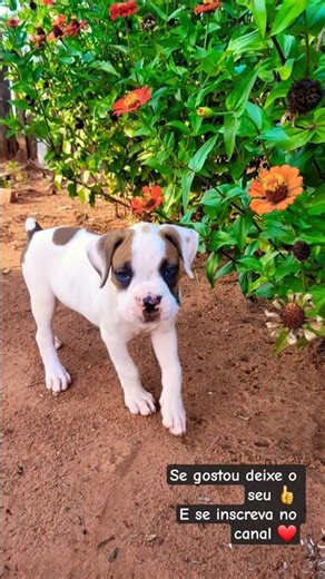 Essa bebê é muito fofa! #cachorrosdivertidos #boxerdog #boxer #filhote #cachorrinho