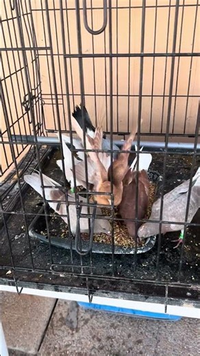 Brand New Small KIT of BIRDS Birmingham Roller Pigeons. #fyp #pigeon #birmingham_rolling_pigeons