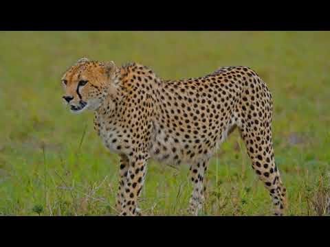Wild Savana(Africa)