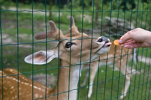 How To Keep Deer Out of Your Corn (6 Things to Try)