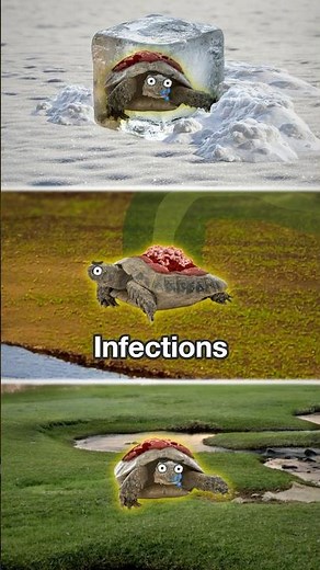 What Really Happens When a Turtle Loses Its Shell