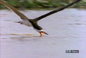 Black skimmer water bird skimming for prey | Britannica