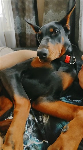 Питомник Доберманов 💞 #доберманы #собакабабака #щенкимосква