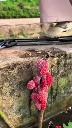 SCHIACCIA QUESTE PALLINE ROSSE! Non è crudeltà, è sopravvivenza ambientale! Scopri perché queste uova di lumaca mela sono una minaccia per i nostri ecosistemi . Aiuteresti anche tu a fermare l'infestazione? #ambiente #perteitalia #curiosità #ecosistema