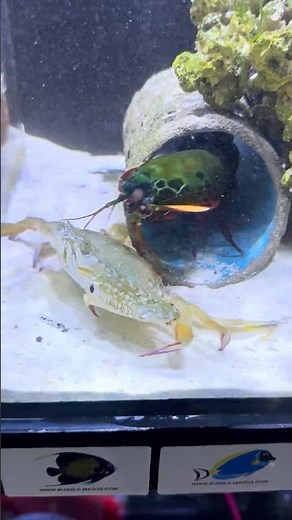 Deadly Hit! Mantis Shrimp Breaks the Shell!