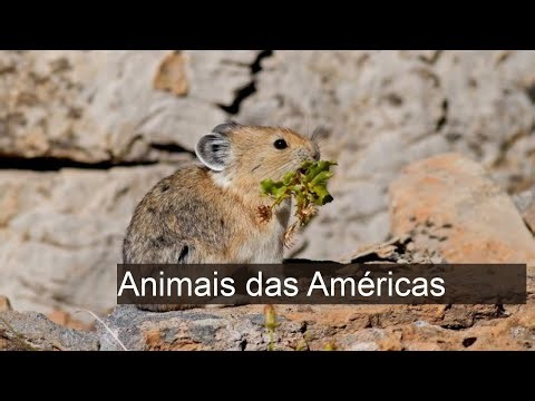 Descubra os Fascinantes Animais das Américas: Uma Viagem pela Fauna do Continente!