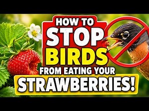 How to Stop Birds from Eating Your Strawberries
