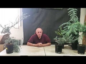 How to cultivate, repot and bonsai your Blue Atlas Cedar