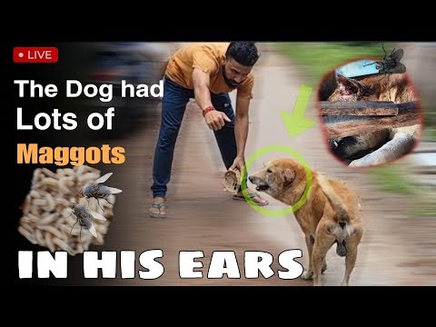 Lots of maggots removing from dog ears || maggots dog|| remove maggots from dog || dog maggots