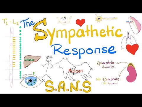 The Sympathetic Response | Fight-Flight | NeuroPhysiology