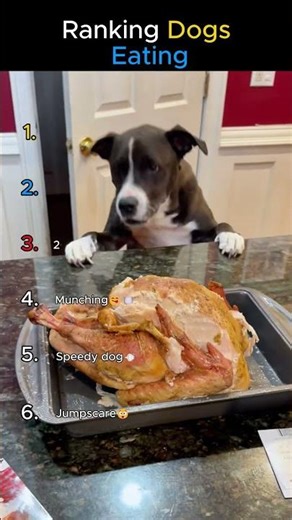 Ranking Dogs Eating🤣🤣