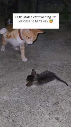 1.4K views · 115 reactions | Why do mother cats sometimes hit or...