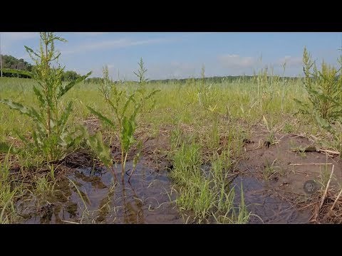 Restoring Iowa Wetlands