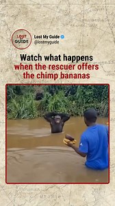 This page follows what still feels real A rescued chimpanzee named Citron hadn’t eaten in days. When his former caretaker Fiston approached and offered him a banana, Citron did something unexpected, he chose a hug instead of food. Chimpanzees share about 98% of human DNA and form deep emotional bonds. They can recognize familiar people years later and remember acts of care long after trauma. Credit: (Unknown – all rights belong to the owner) #LostMyGuide #WildlifeRescue #WildlifeMoments | Lost M