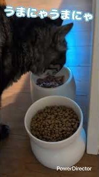 Minyus is absolutely adorable when he waves goodbye with his tail as we leave.