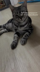 ป๊อบคอร์นแมวเถียงเก่ง (@mynamepopcorn) | ป๊อบคอร์น แมวเถียงเก่ง