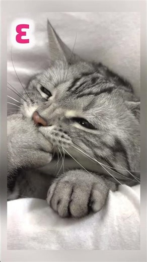 Choose your favorite kitty