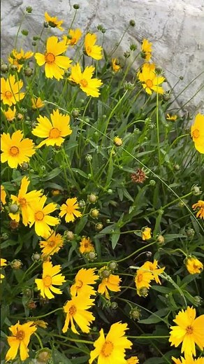 Coreopsis Flower! Coreopsis grandiflora ‘Early Sunrise’ #flowers #gardenplant #nature #garden