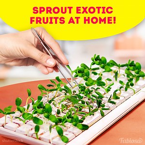27K views · 71 reactions | Simple ways to sprout exotic fruits at home. | Fabiosa Better World | Facebook