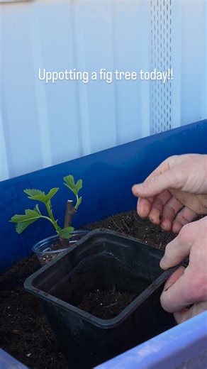 First fig tree of the season to get it's own pot with actual potting soil! I use a peat moss mix for roughly the first 1.5-2 months of their life while their root systems develop. The nutrients and natural bacteria in potting soil are great for plants with roots but can encourage rot when you are starting cuttings. In the next week or two, I will have some whole trays of cuttings that need new homes so the work is really just getting started! Hope you enjoy and as always don't be afraid to ask i