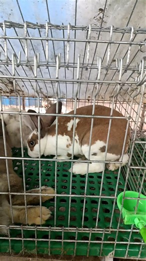 2 Females. 1 Male. 1 Cage… What Happens Next?! 👀