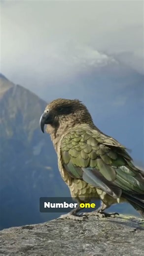 This Bird Was Taller Than You. Meet the Moa