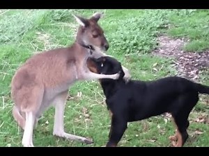 Dog vs Kangaroo Videos - Buff Kangaroo vs Dog - Kangaroo Fights Man - Kangaroo Boxing Human