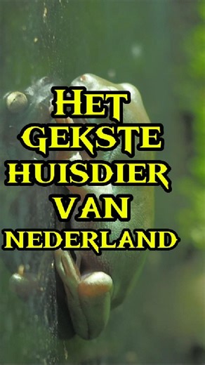 Is dit het gekste huisdier?!🤘😃 @reptielenopvang #dieren #reptiel #slang #anaconda #python | Ruben Vermeule
