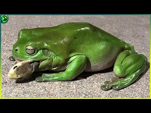 15 Unbelievable Fights That frog owned Like a Boss