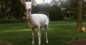 Crown Point to help popular white deer recover after it was hit by car
