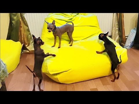 Самые маленькие собаки. The smallest dogs. Русский Той терьер. Russian Toy Terrier.