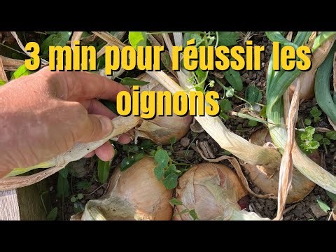 Successfully growing onions