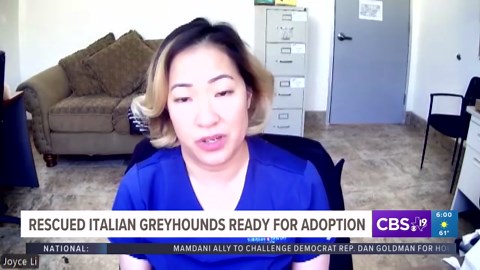 Italian greyhounds rescued from Smith County puppy mill now up for adoption