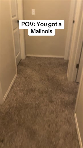 LET ME OUTTA THIS PRISON YOU HOOLIGAN! #malinois #maligator | Belgian Malinois