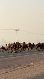 Camel Road Crossing protocol in saudi Arabia very beautiful scene of road Crossing from Police men #saudi #makkah #madina #explore | Abdul Malik Fareed