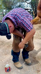 GLAMOURS ✨ Zilco - Equestrian Products keeping horse’s feet in tip top shape! We love these products, great for keeping hooves conditioned during summer. | Costa's Farrier & Equine Services