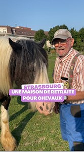 Une maison de retraite pour des chevaux ! C’est le principe de l’association « Les Amis du Cheval » à Strasbourg. Elle recueille une dizaine de chevaux maltraités ou destinés à l’abattoir 🐴 #chevaux #animaux #strasbourg #alsace #maisonretraite #insolite | Top Music