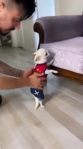 Adorable Chihuahua Puppy - Funny and Cute Moments