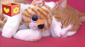 Do Cats Like Stuffed Animals? (What Science Revealed)