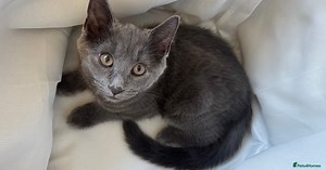 Maine Coon Kittens for sale in Birmingham, West Midlands | Pets4Homes