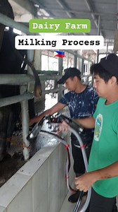 23K views · 148 reactions | Milking Process using Milking Machine / Dairy Farming Training #batci #dairyfarm #dairyfarmtraining #tesdadairyfarm #tripaventure #2GodBeTheGlory | tripAventure | Facebook