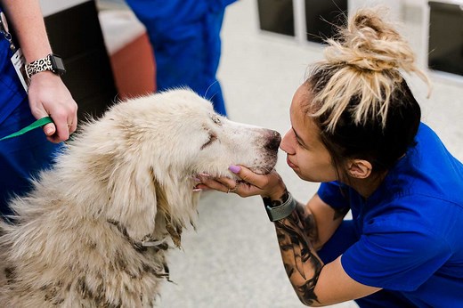 ASPCA vs. SPCA: What’s the difference? - Houston SPCA - Houston SPCA