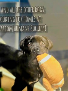 Silly dogs having some holiday fun! www.whatcomhumane.org | Whatcom Humane Society