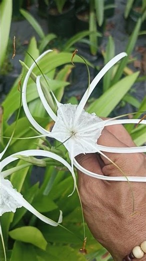 hymenocallis littoralis/lili laba laba cantik sekali#subscribe,#views,#shortvideo #like