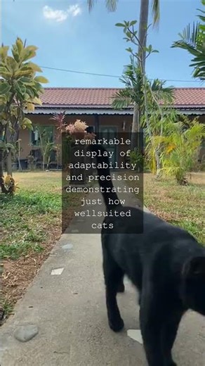 The Feline Enigma Uncovering the Mysteries of Cat LappingAs any cat owner or enthusiast...