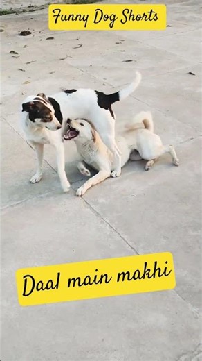 #dogshorts#funnyshorts#followme#holi#dogshorts#ytshorts#youtube#holi#funnydog#funnyshorts#youtube