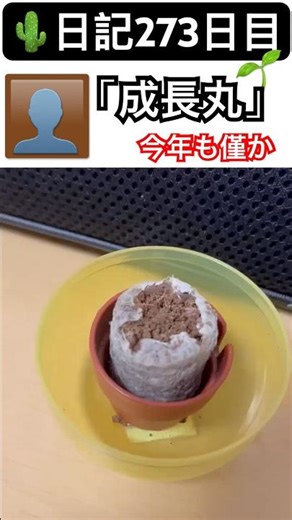 🌵日記273日目 成長丸の復活はもうない/今年も残りわずか #サボテン #youtubeshorts #成長 #自然